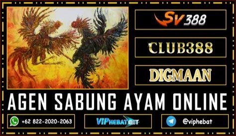 Kelebihan dan Kelemahan Penyelenggaraan Agen Sabung Ayam SV388, Awalnya Tradisional Lalu ke Dunia Digital