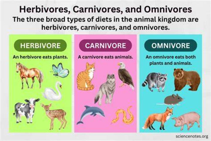 Are carnivores primary consumers?