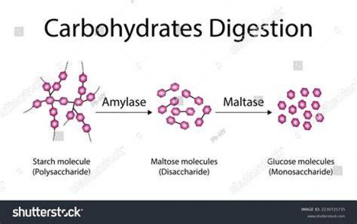 Are digests by maltase?