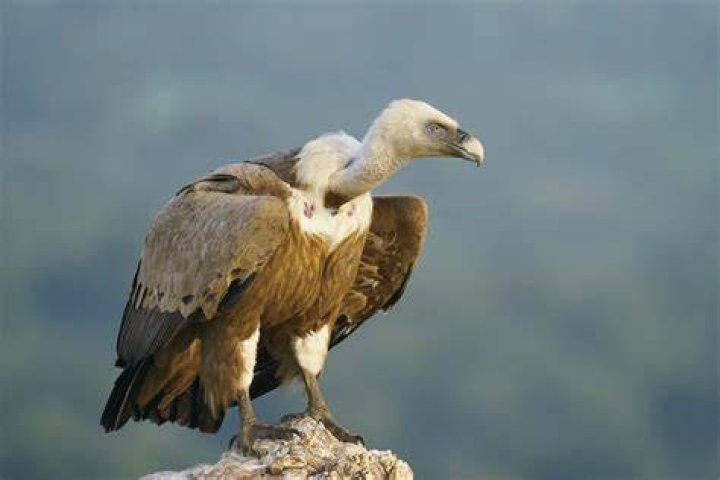 Are griffon vultures endangered?