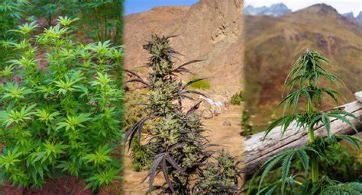 Are landrace strains better?