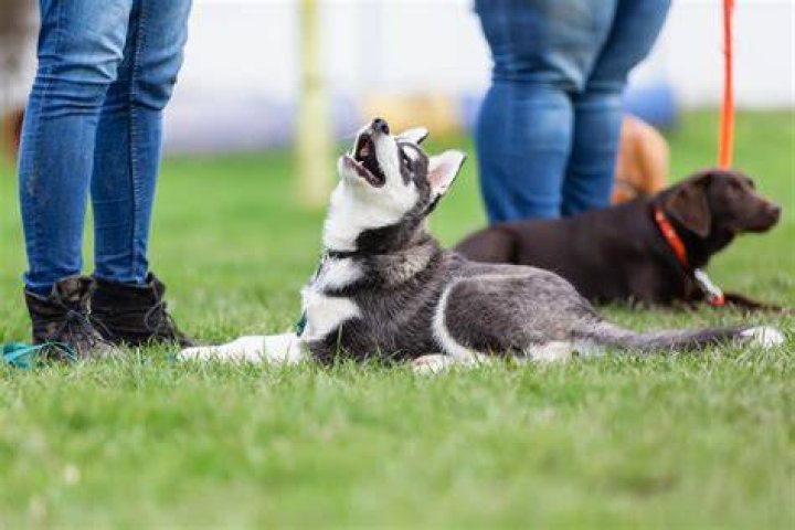 Are obedience classes worth it?