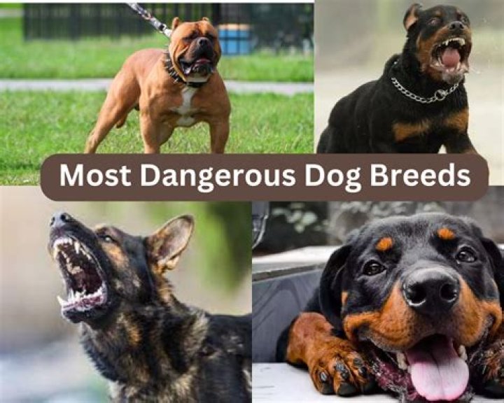 Are reverse sneezes dangerous for dogs?