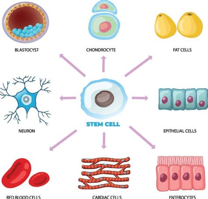 Are stem cells differentiated?