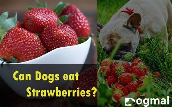 Are strawberries bad for dogs?