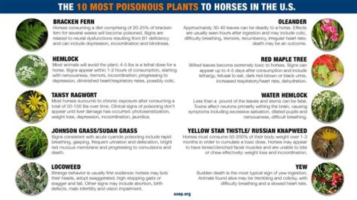 Are sycamore leaves poisonous to horses?