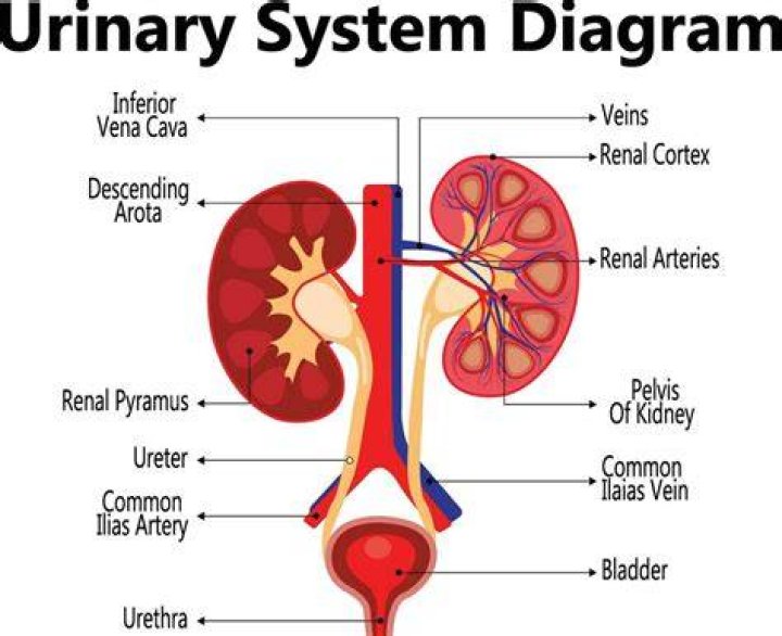 Are the parts of the urinary system?