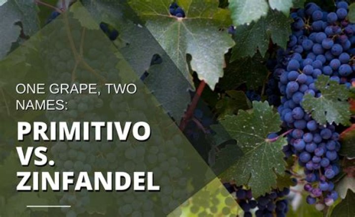 Are zinfandel and primitivo the same grape?