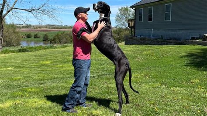 Can a dog be maced?