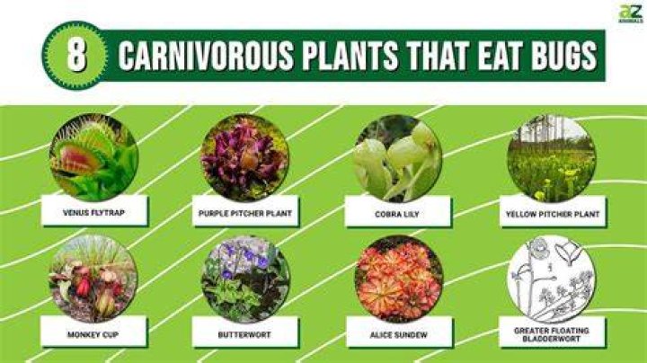 Can carnivores eat plants?