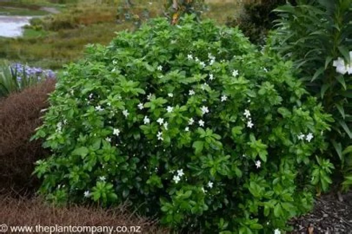 Can choisya ternata grow in shade?