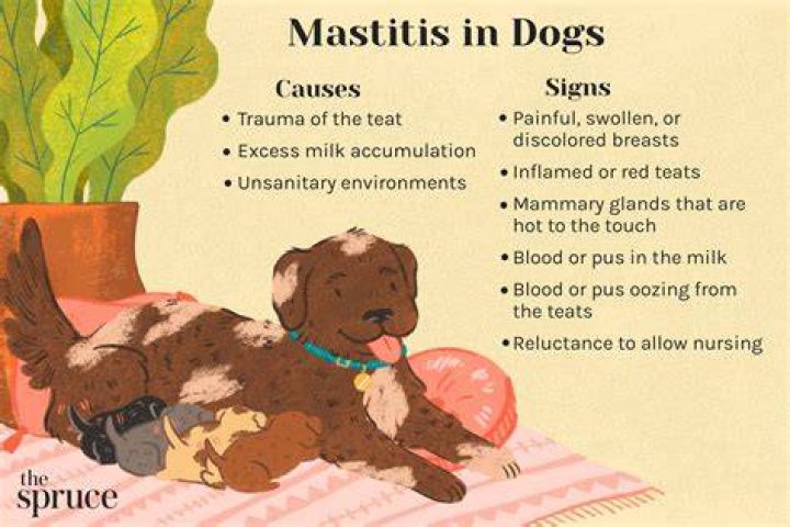 Can dogs get mastitis?