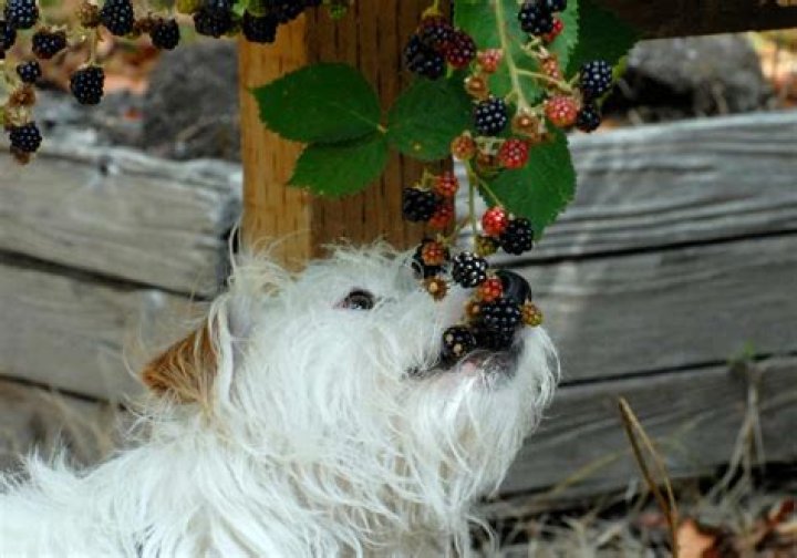 Can dogs have blackberries?
