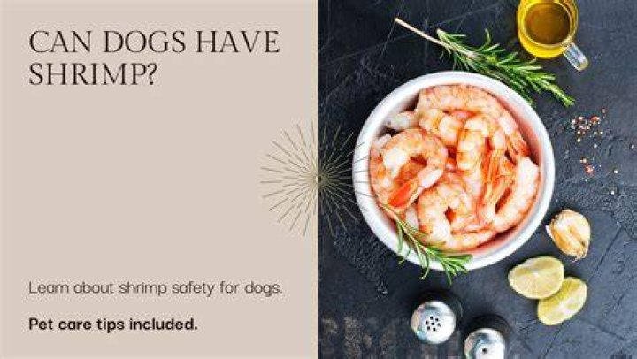Can dogs have shrimp?