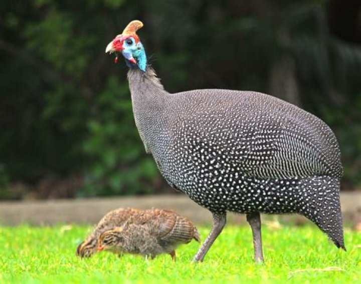 Can guinea hens live in the wild?