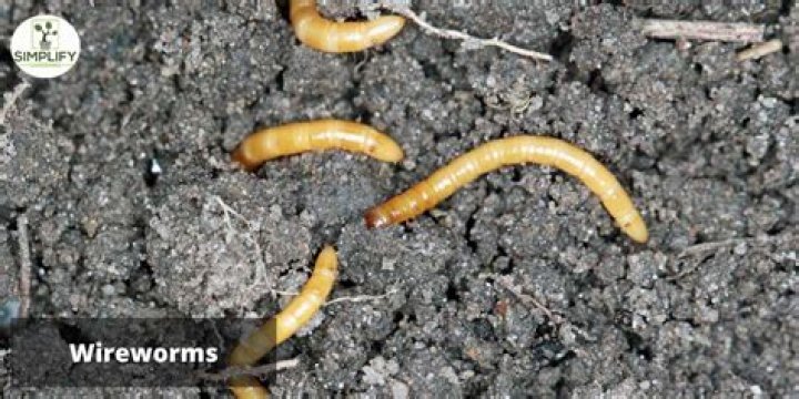 Can haddock have worms?