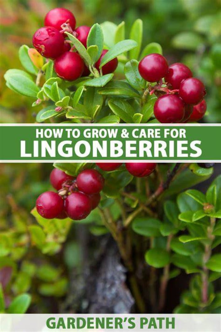Can lingonberry grow in shade?