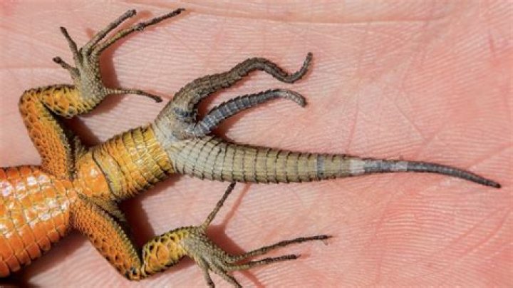 Can lizards regrow tails?