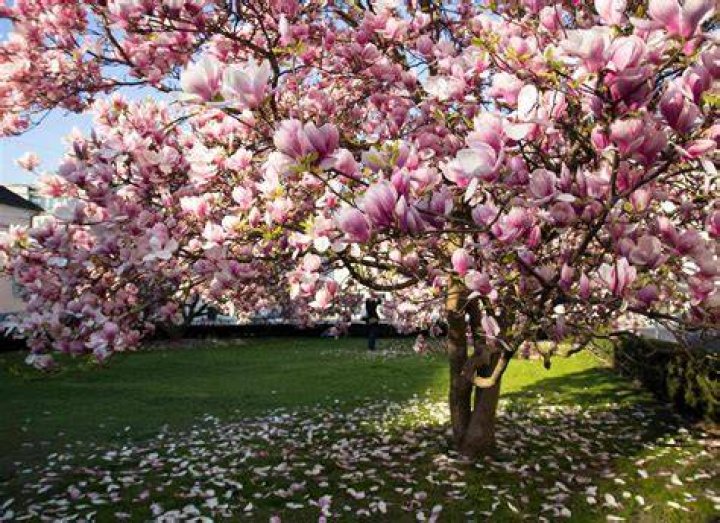 Can magnolias grow in full sun?