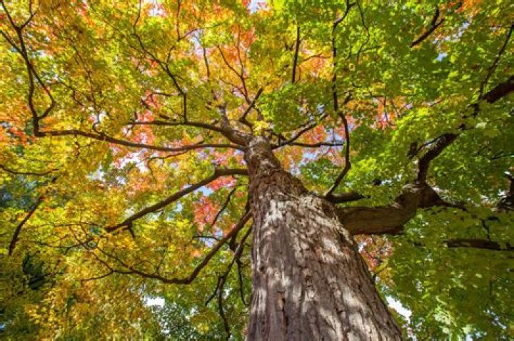 Can maple tree grow in tropical climate?