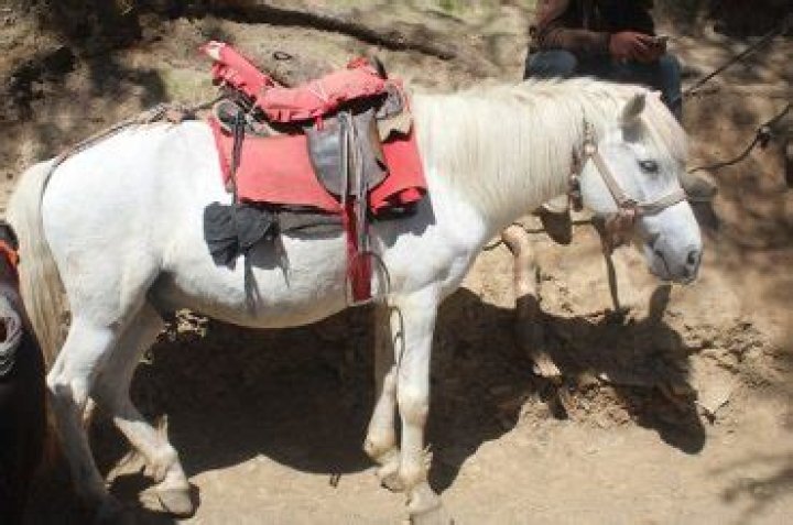 Can mules and hinnies reproduce?