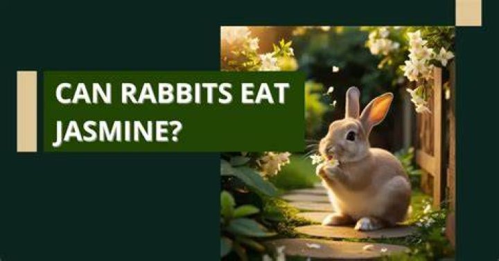 Can rabbits eat jasmine?