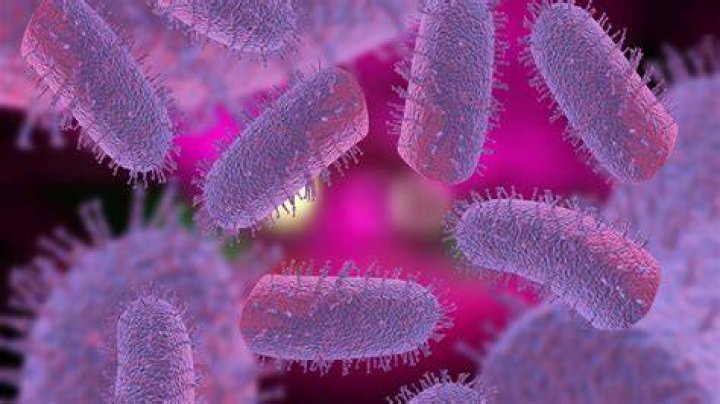 Can you get lyssavirus from bat poop?
