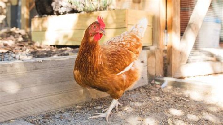 Can you have chickens in santee ca?