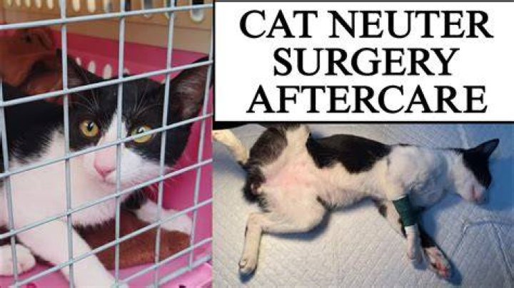 Can you neuter a cat at any age?