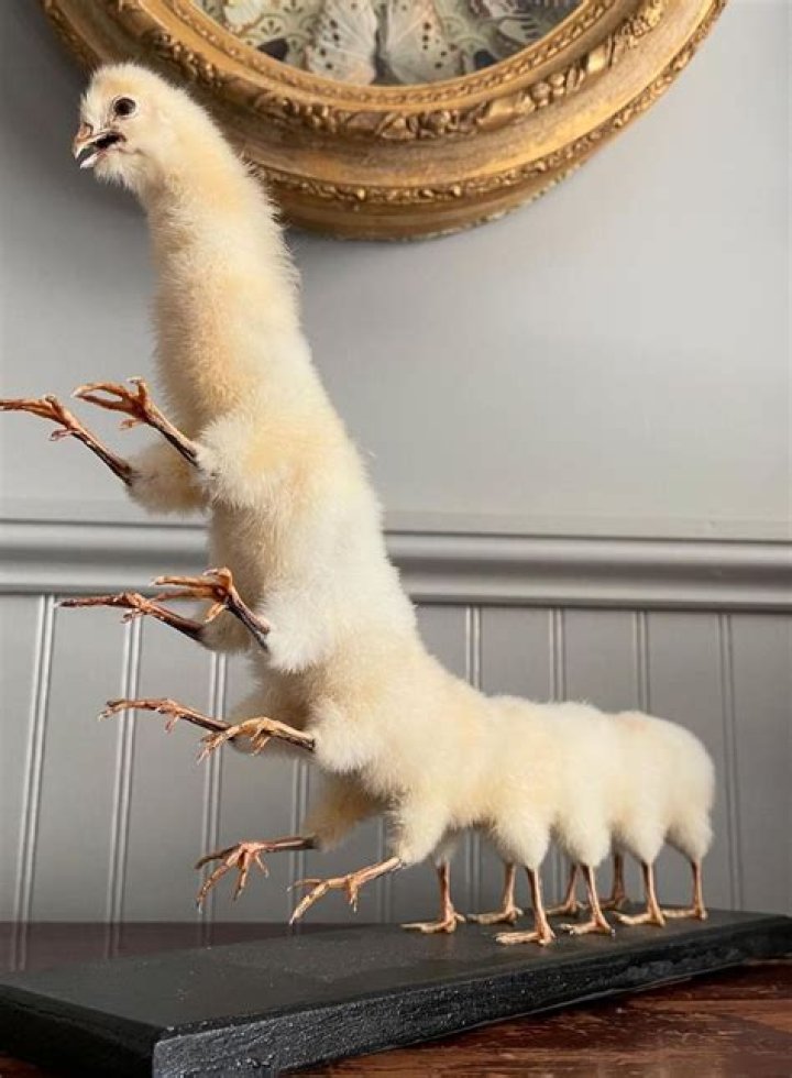 Can you sell migratory bird taxidermy?