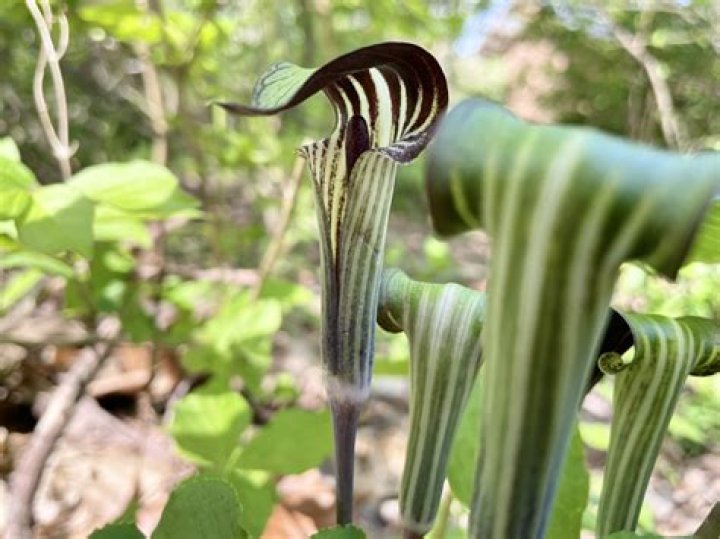Can you touch jack in the pulpit?