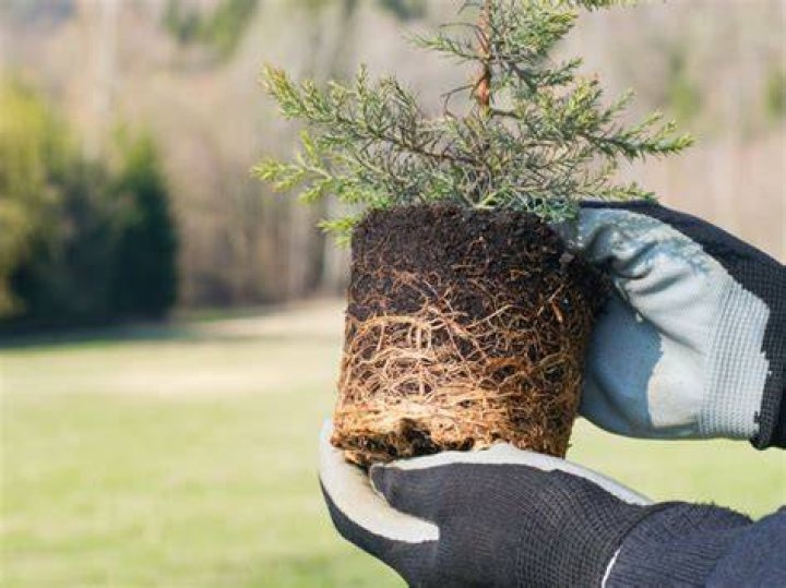 Can you transplant leucadendrons?