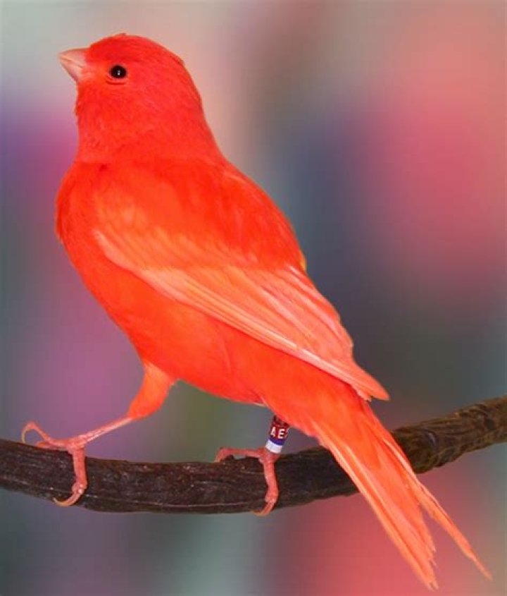 Can you turn a yellow canary red?