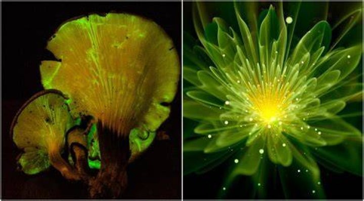 Could glowing plants replace light bulbs?