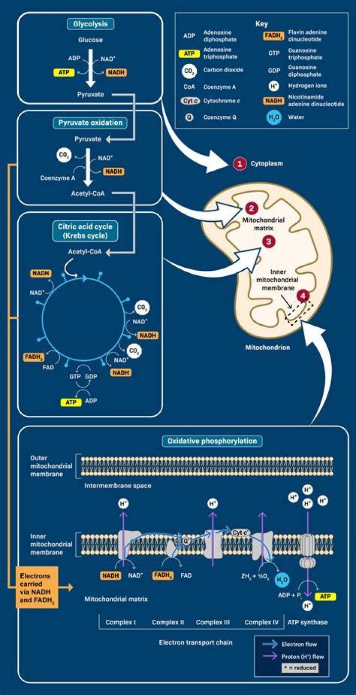 Could mitochondria survive outside cell?