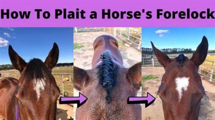 Do all horses have forelocks?