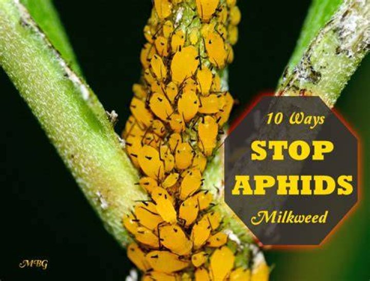 Do aphids eat monarch eggs?