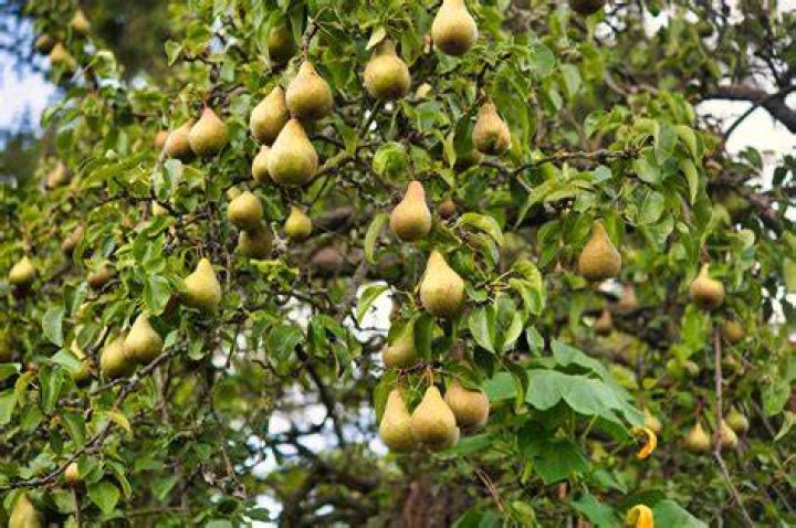 Do bartlett pear trees produce fruit?