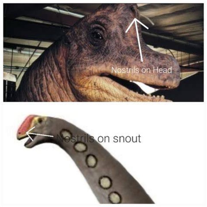 Do brachiosaurus have teeth?