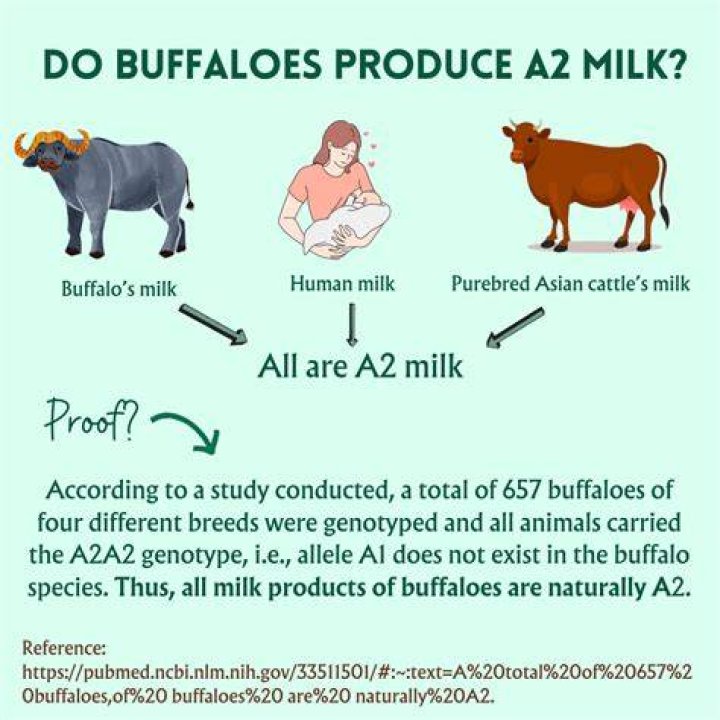 Do buffaloes produce milk?