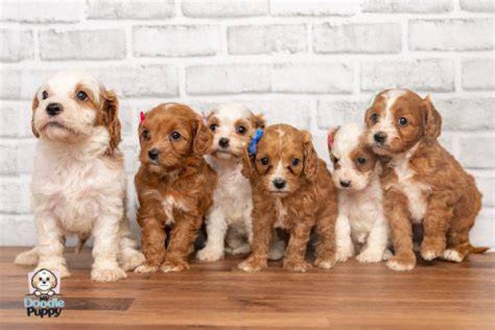 Do canaan puppies shed?