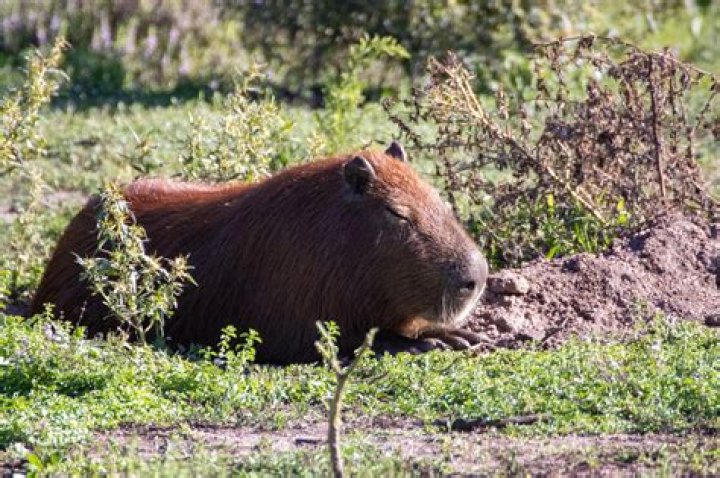 Do capybaras live in australia?