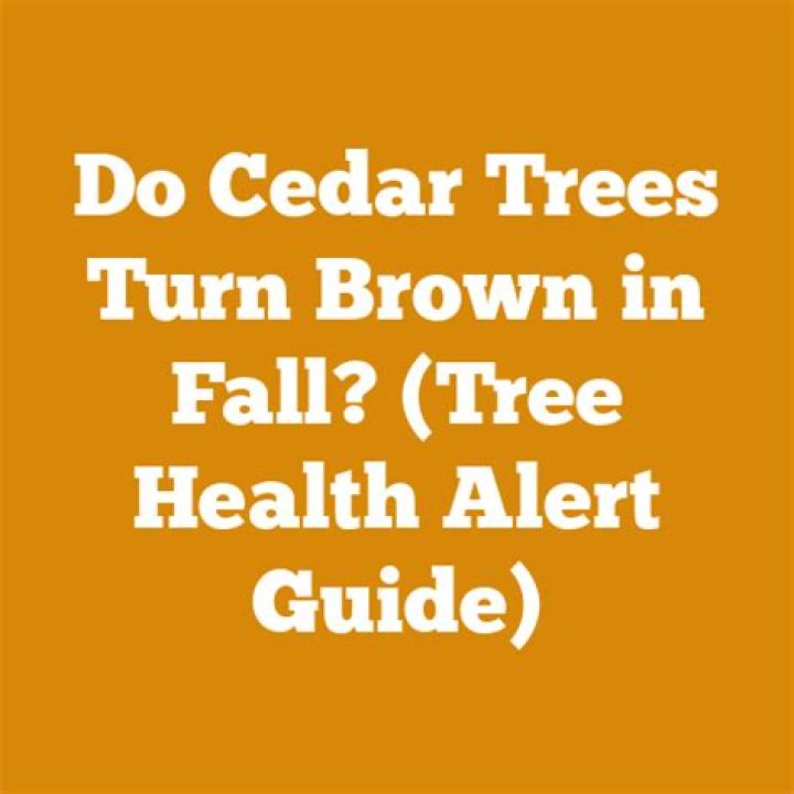 Do cedar trees turn brown?