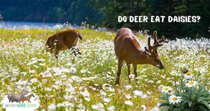 Do deer eat ilex?