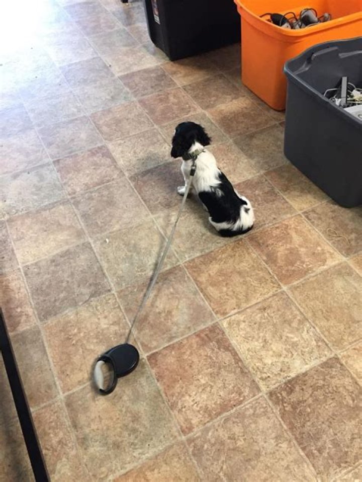 Do dogs feel betrayed?