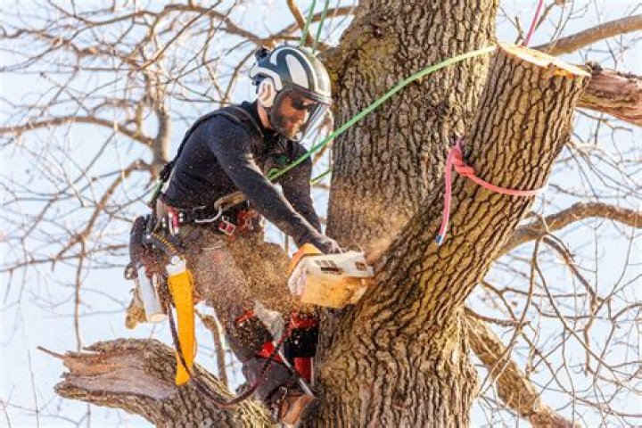 Do esb cut trees?