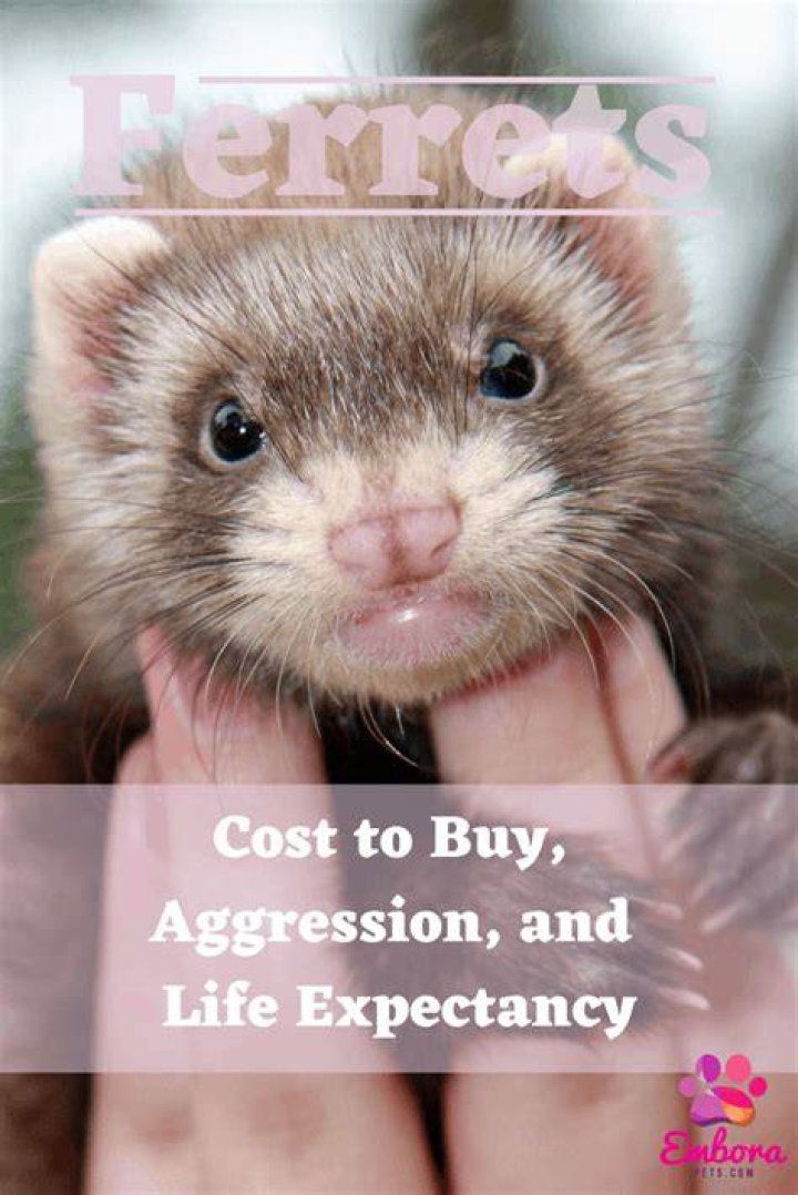 Do ferrets recognize their owners?