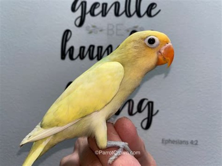 Do fischer lovebirds make good pets?