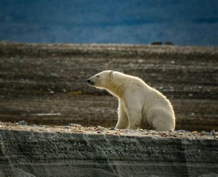 Do if you encounter a polar bear?