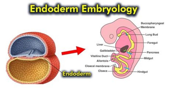 Do lungs come from endoderm?